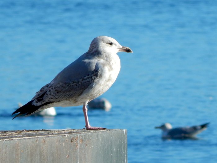 Dikenal Hewan Paling Setia, Perceraian Burung Albatros Justru Makin Meningkat, Kenapa ya?