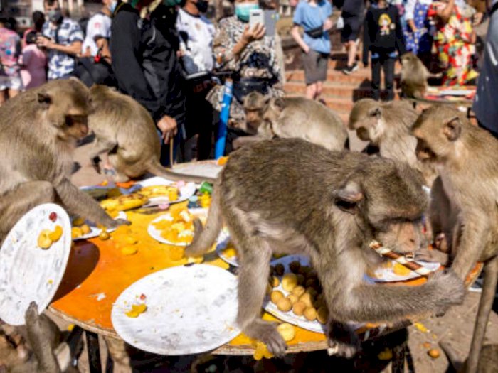 Kembali Terima Kedatangan Turis Asing, Thailand Gelar Festival Monyet