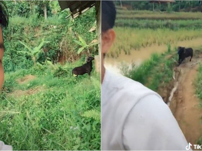 Iseng Mau Ngerekam Domba saat Makan, Pria Ini Auto Panik Waktu Dikejar