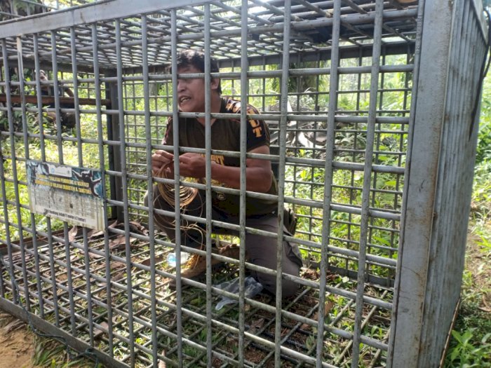 Harimau Sumatera Kembali Lagi Memasuki Pemukiman Warga Padang Lawas, Ini Penjelasan BBKSDA