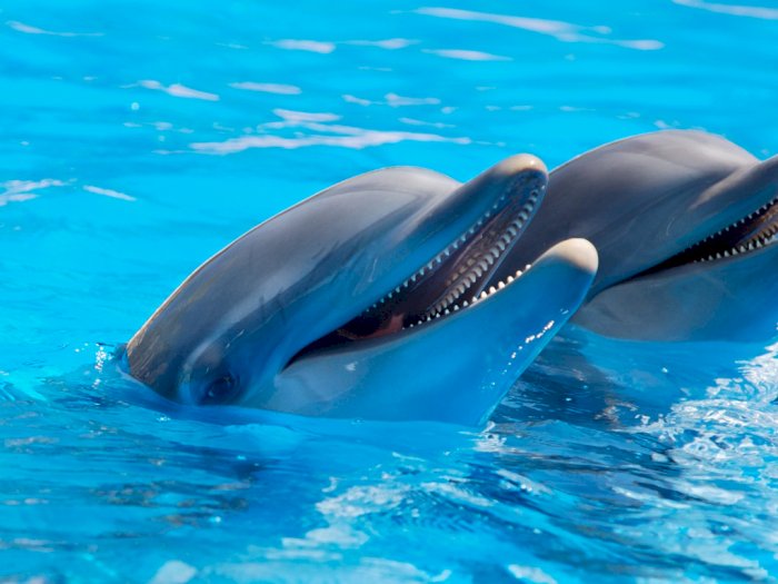 2 Lumba-lumba yang Pernah Ditunggangi Lucinta Luna Mati karena Dieksploitasi & Kurang Gizi