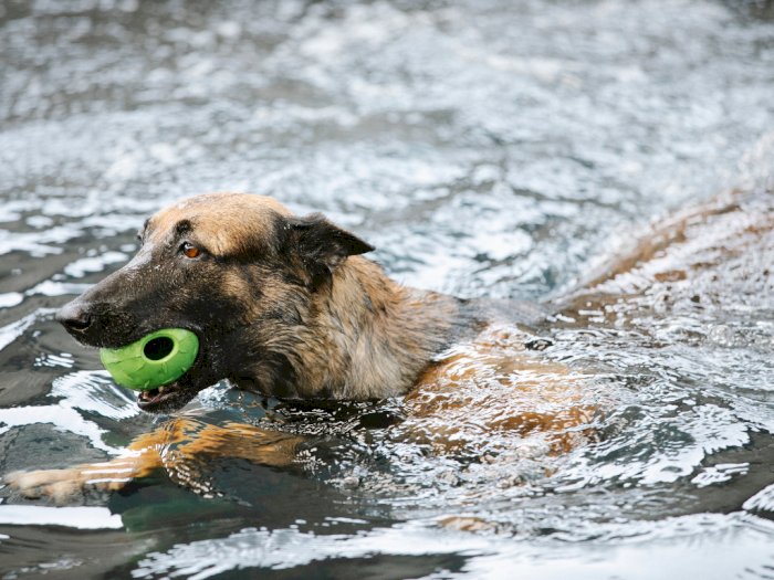 Selain untuk Manusia, Berikut Daftar Manfaat Hidroterapi untuk Anjing!