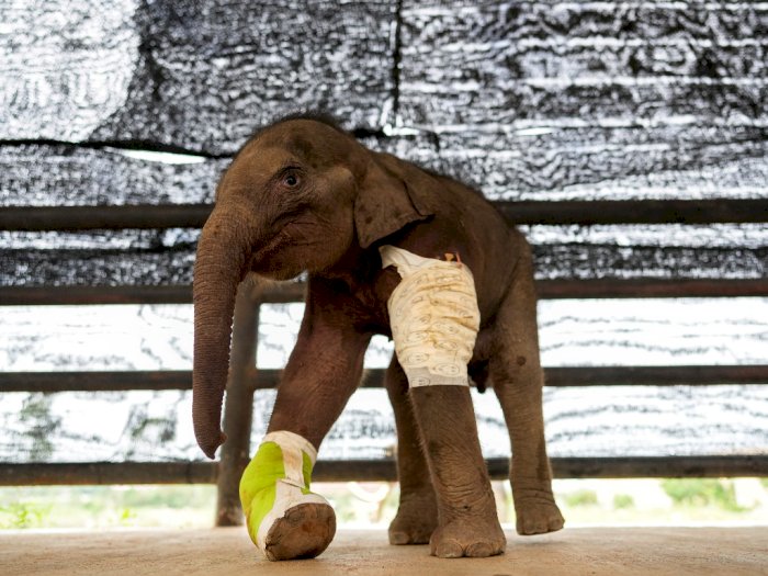 Perawatan Bayi Gajah yang Tertembak di Thailand, Ini Foto-fotonya