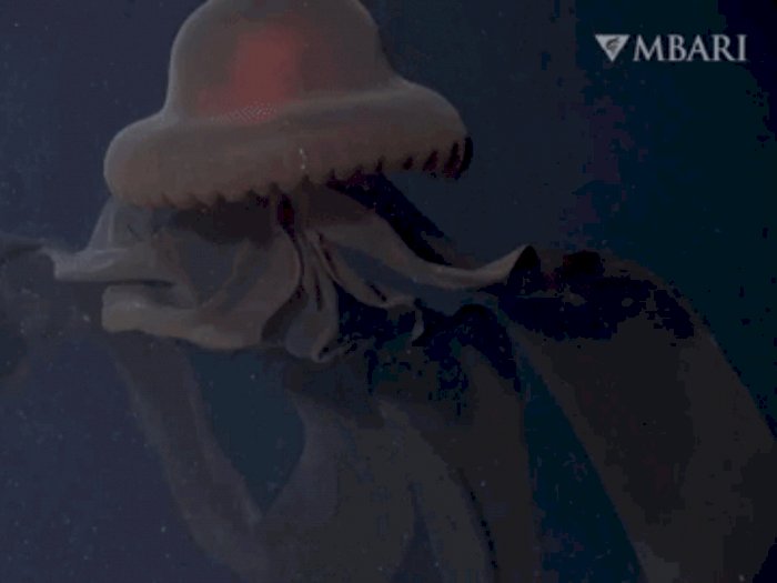 Penampakan Ubur-ubur Hantu Raksasa di Laut Dalam California, Punya Mulut yang Sangat Lebar