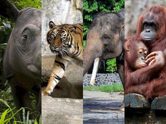 Mengenal Konservasi dan Empat Spesies Fauna Asal Sumatra yang Terancam Punah