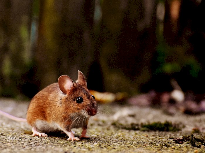 Teori Baru Menyebutkan Tikus Adalah Binatang Yang Munculkan Varian Omicron