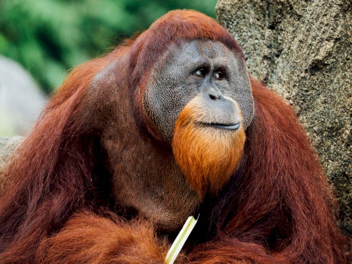 Ini Alasan Kenapa Manusia Tak Boleh Bersentuhan Langsung dengan Orangutan