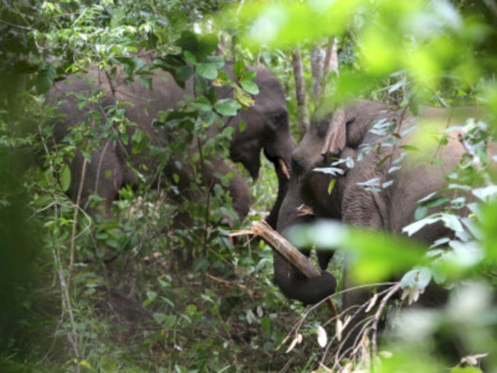 Warga Aceh Panik, Dua Ekor Gajah Sumatera Ngamuk dan Obrak-Abrik Kebun