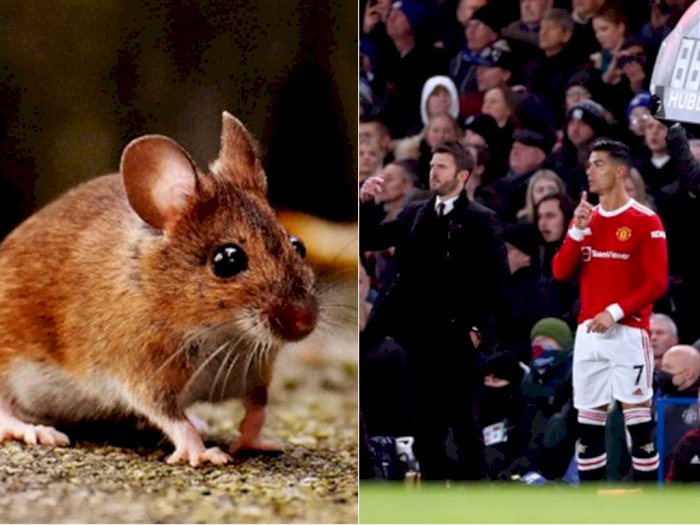 POPULER: Tikus Disebut Hewan Yang Munculkan Omicron & Carrick Diisukan Ribut Sama Ronaldo
