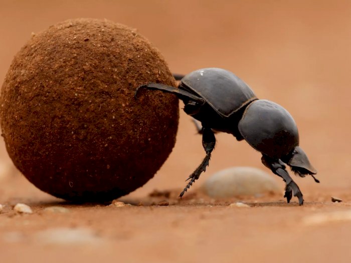 Terlihat Jorok, Kumbang Kotoran Si Serangga Pendaur Ulang yang Hebat
