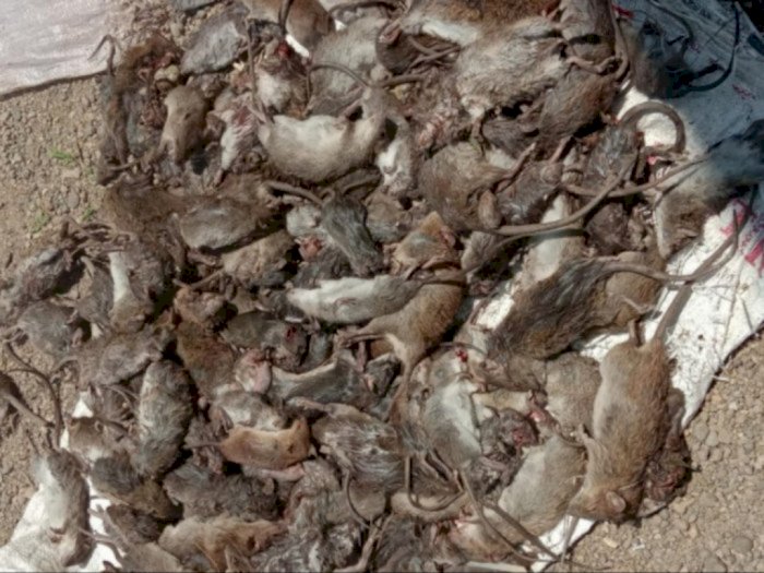 Khawatir Gagal Panen, Petani di Tapsel Berburu Hama, Ratusan Tikus Terjerat