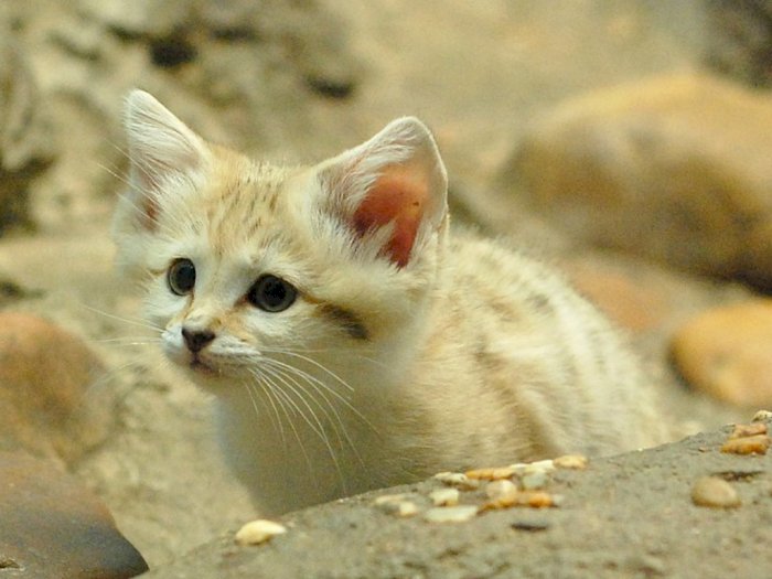 Felis Margarita: Kucing Pasir yang Punya Wajah Imut, Ternyata Pembunuh Terampil
