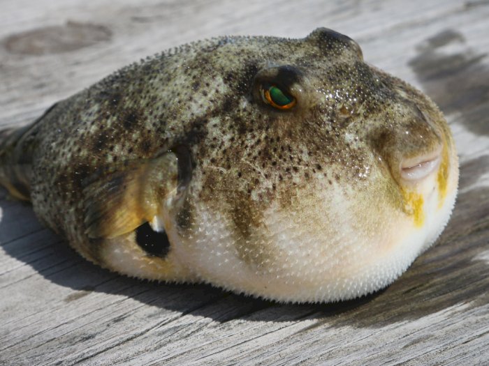 Ikan Buntal Fugu, Makanan Lezat di Jepang yang Dapat Menyebabkan Kematian