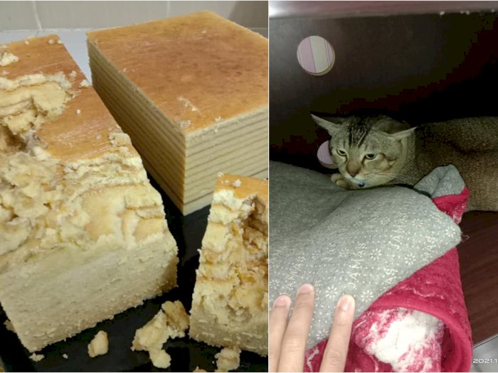 Gemes, Kucing Ini Pasang Wajah Tak Bersalah Usai Makan Kue Orderan Pelanggan