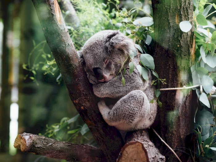 Koala, Hewan Tukang Tidur Terlama dan Pemalas dari Australia