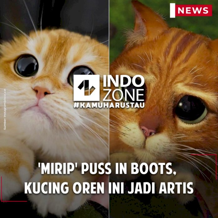 'Mirip' Puss in Boots, Kucing Oren Ini Jadi Artis