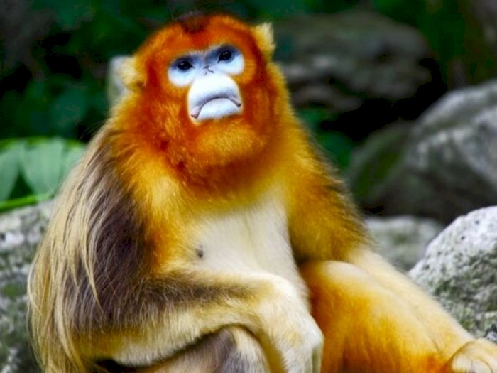  Monyet Hidung Pesek Rambut Emas, Primata yang Imut Namun Terancam Punah Karena Diburu