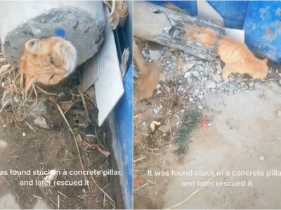 Detik-detik Penyelamatan Kucing Oren Terjebak di Tabung Beton, Wajahnya Jadi Sorotan