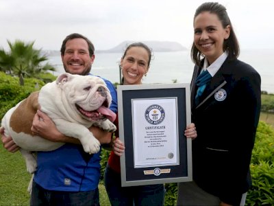 Otto, Anjing Bulldog yang Suka Bermain Skateboard dan Raih Guinness World Record