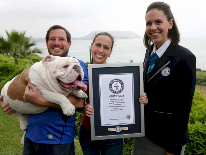 Otto, Anjing Bulldog yang Suka Bermain Skateboard dan Raih Guinness World Record