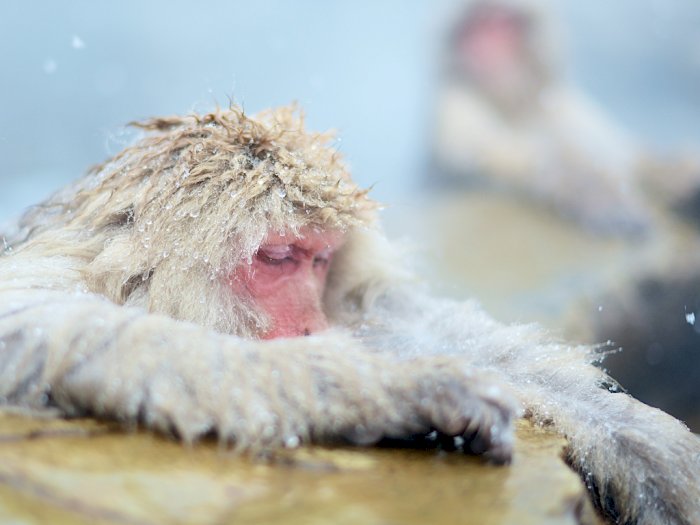 Melihat Monyet Salju Jepang yang Suka Berendam di Air Panas