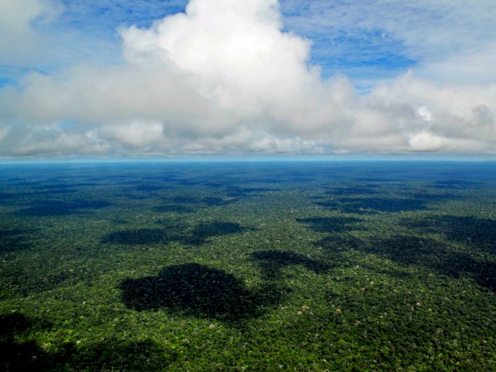 Duh! Hutan Hujan Amazon Akan Jadi Padang Rumput Dalam Waktu 5 Tahun Lagi