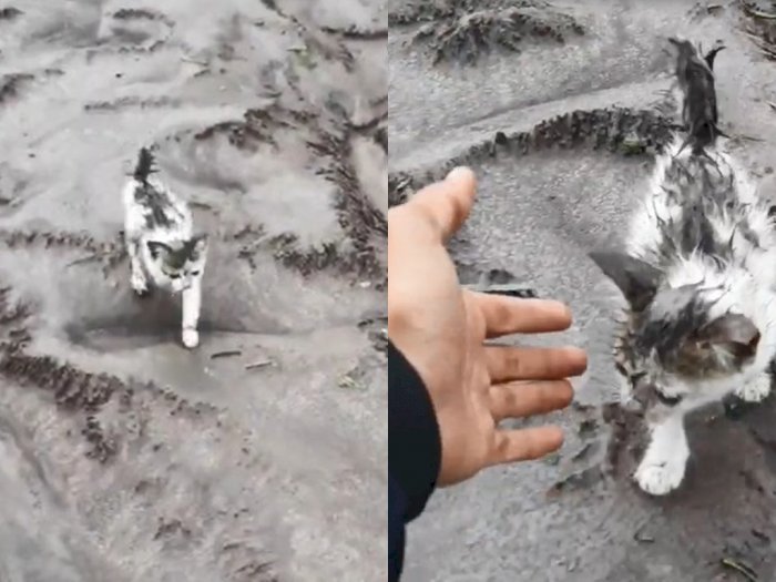 'Terguyur' Abu Vulkanik, Kucing Kecil Ini Ditemukan Selamat, Kini Diberi Nama Semeru