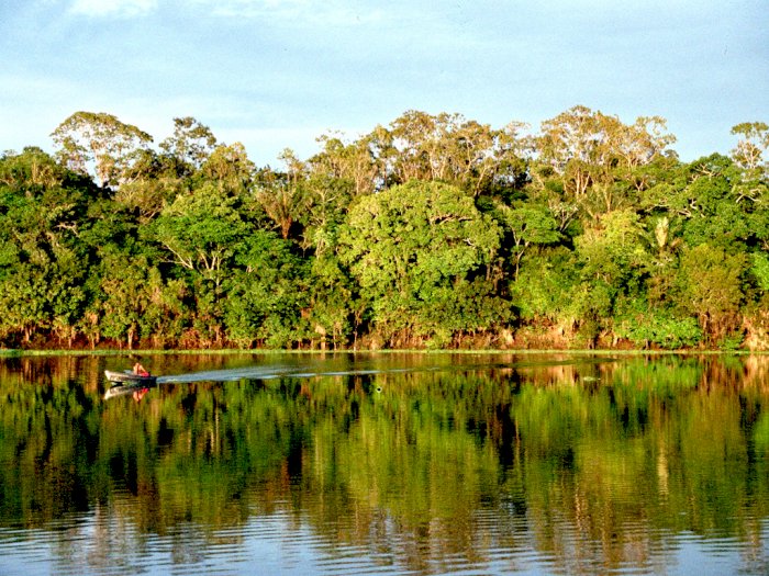 Studi Penelitian: 5 Tahun Lagi, Hutan Amazon Berubah Menjadi Sabana