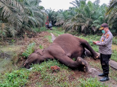 Diduga Mati Kesetrum Listrik, Gajah Sumatera Ini  Ternyata Tengah Menyusui