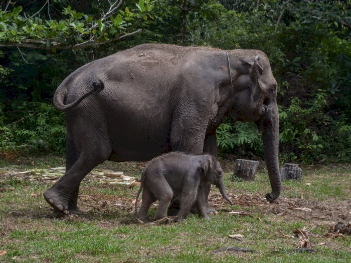 Detik-detik Gajah Melahirkan di Taman Nasional Tesso Nilo, Riau