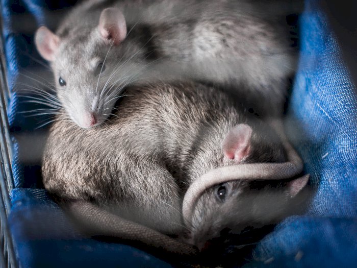 Gigit Pekerja di Lab, Tikus Percobaan Jadi 'Tersangka' Naiknya Kasus COVID-19