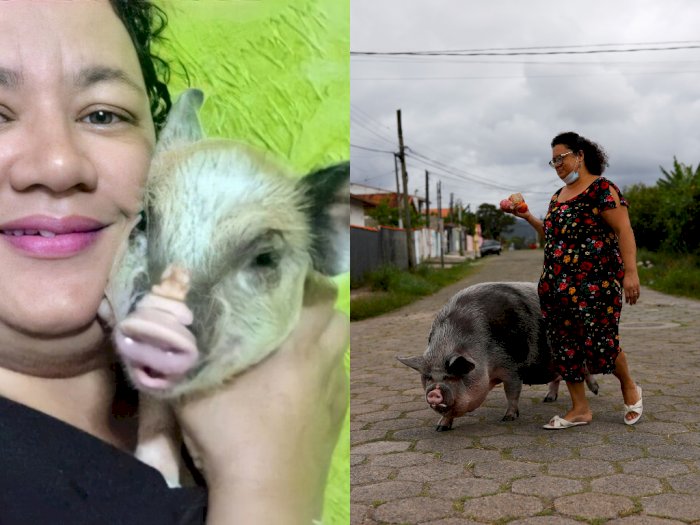 Niatnya Ingin Pelihara Mini Pig, Wanita Ini Syok Babinya Kini Berbobot 250 Kg
