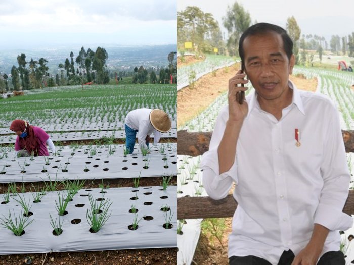 Petani Keluhkan Harga Bawang Anjlok karena Ada Impor, Jokowi Langsung Telpon Mendag