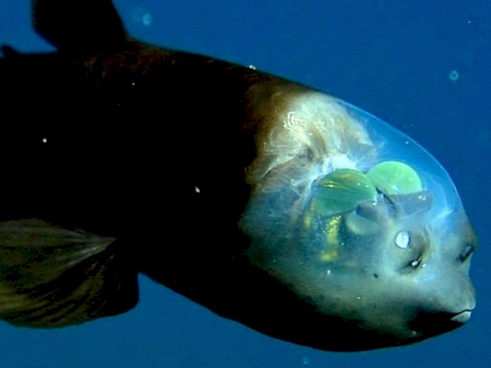 Ilmuwan Berhasil Temukan Ikan Berkepala Transparan dan Mata Hijau!