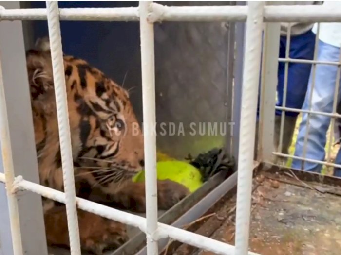 Resahkan Warga Padang Lawas, Akhirnya Harimau Sumatera Masuk Kandang Jebakan