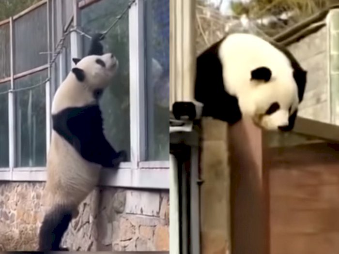 Momen Lucu Panda yang Berusaha Keluar dari Kandangnya, Bikin Kekacauan dan Penasaran