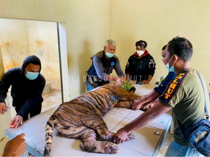 Kondisinya Penuh Luka, Harimau Sumatera yang Masuk Kandang Jebak Kini Dirawat BKSDA