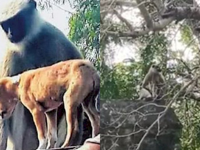 Diduga Balas Dendam, Kawanan Monyet di India Bantai  80 Ekor Anak Anjing