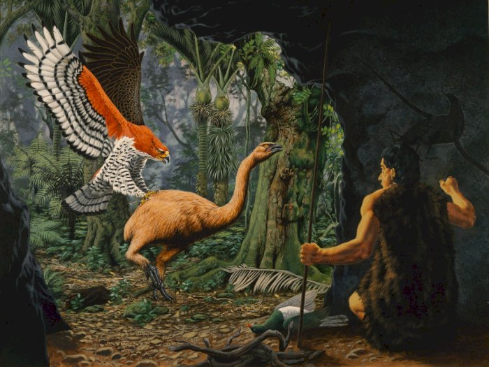 Legenda Harpagornis Moorei, Burung Elang Raksasa dan Pemangsa dari Selandia Baru