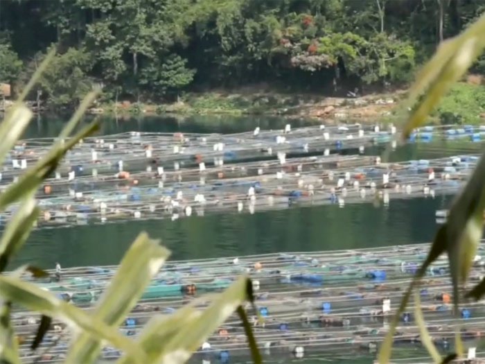 Banyak Warga Gantungkan Hidup Budidaya Ikan, Pergub KJA Danau Toba Minta Dikaji Ulang 