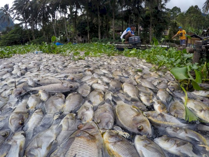 Ribuan Ikan di Danau Maninjau Mati, Berikut Foto-fotonya