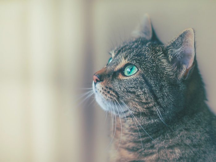 4 Mitos yang Masih Dipercaya Masyarakat, Salah Satunya Tabrak Kucing Bisa Bikin Sial