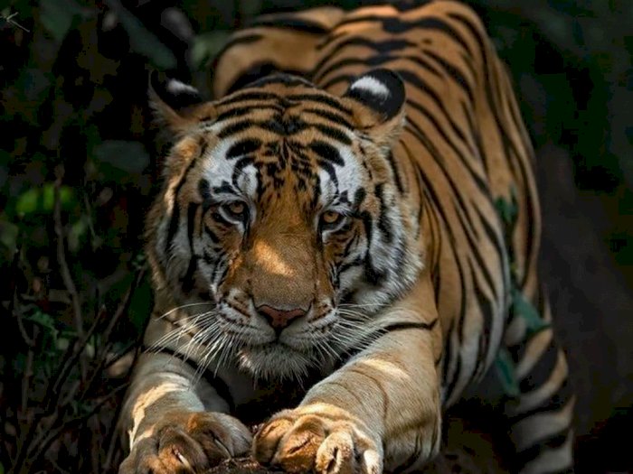 Harimau Sumatera Mangsa Ternak Warga di Langkat, TNGL Bakal Pasang Kamera Pengintai