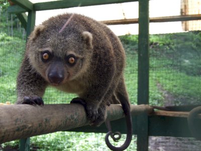 Kuskus Beruang, Spesies Kunci Sulawesi dan Mamalia Endemik yang Dilindungi