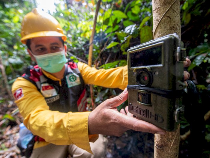 Pemasangan Kamera Trap di Kawasan Konservasi Musi Banyuasin, Ini Foto-fotonya