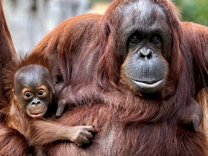 Orangutan Ternyata Lebih Cerdas Dari Perkiraan Ilmuwan: Induk Ajarkan Mandiri dari Bayi