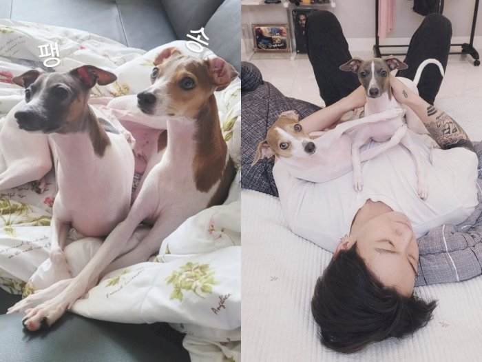 Aksi Jungkook BTS Trending Setelah Mengunggah Momen Menggemaskan Bersama Anjingnya