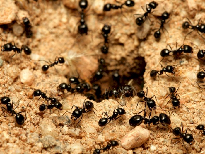 Fakta Unik Seputar Semut, Serangga Kecil yang Bisa Jadi Penguasa di Dunia!