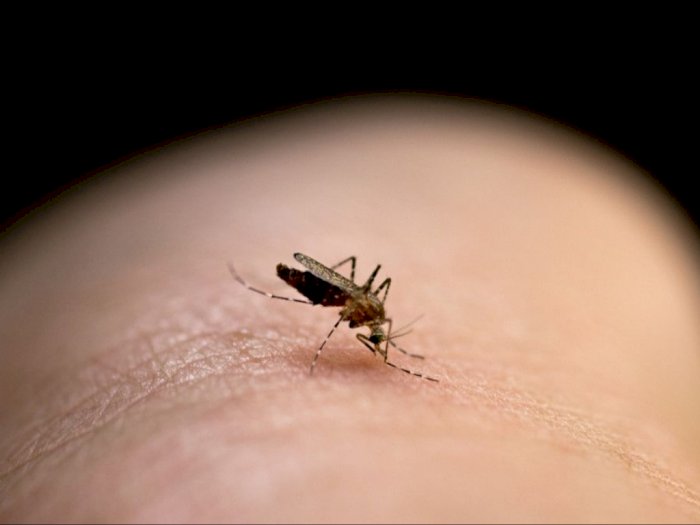 Katanya, Nyamuk Lebih Suka Menggigit Orang dengan Golongan Darah O, Mitos atau Fakta?