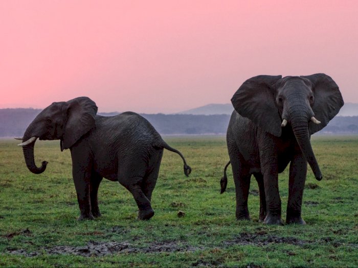 Fakta Menarik Gajah, Tak Bisa Melihat dengan Baik Tapi Spesies yang Punya Daya Ingat Super